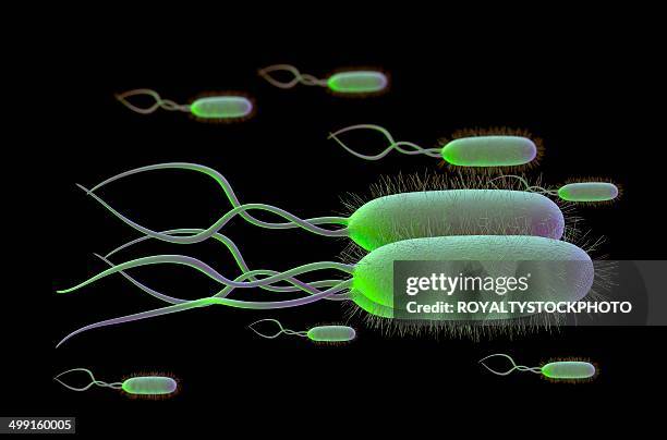 ilustrações, clipart, desenhos animados e ícones de helicobacter pylori bacteria, artwork - h pylori