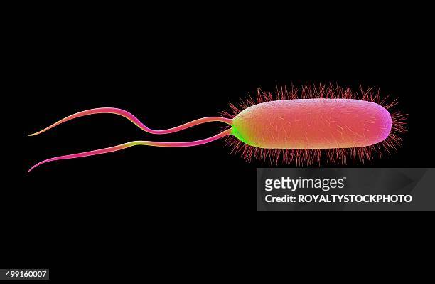 helicobacter pylori bacterium, artwork - helicobacter pylori stock-grafiken, -clipart, -cartoons und -symbole