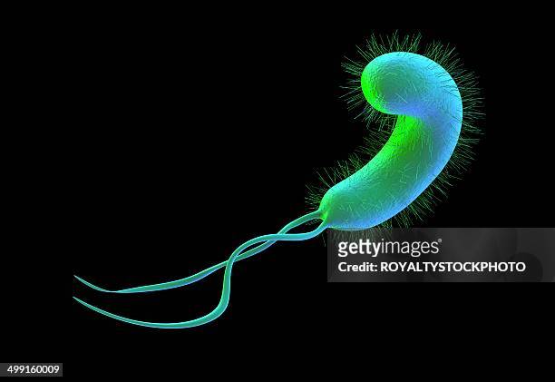 helicobacter pylori bacterium, artwork - helicobacter pylori stock-grafiken, -clipart, -cartoons und -symbole