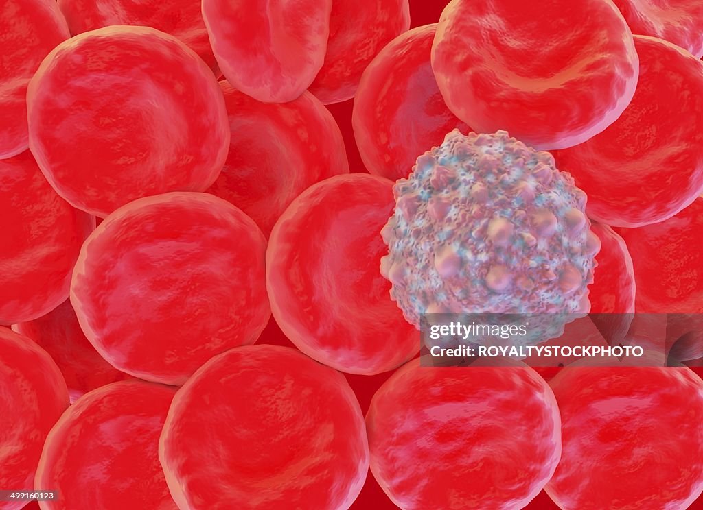 Red Cells And White Blood Cell Artwork High Biology Diagrams