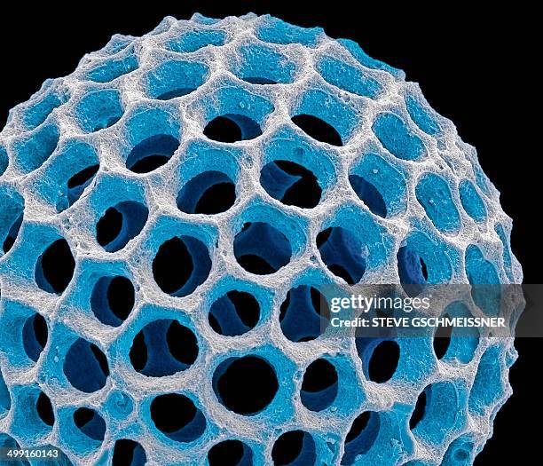 acrospaera radiolarian, sem - radiolaria stock pictures, royalty-free photos & images