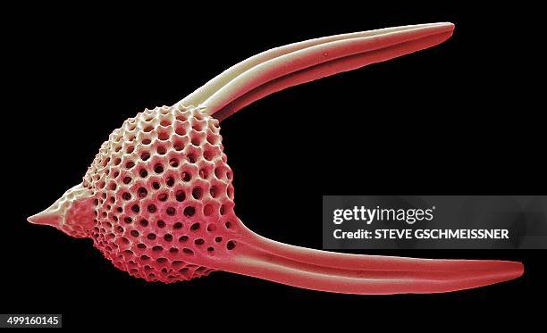 lychnocanoma radiolarian, sem - radiolaria stock pictures, royalty-free photos & images