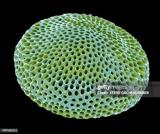 radiolarian, sem - radiolaria stock pictures, royalty-free photos & images