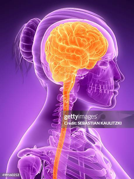 female brain, artwork - female likeness stock illustrations