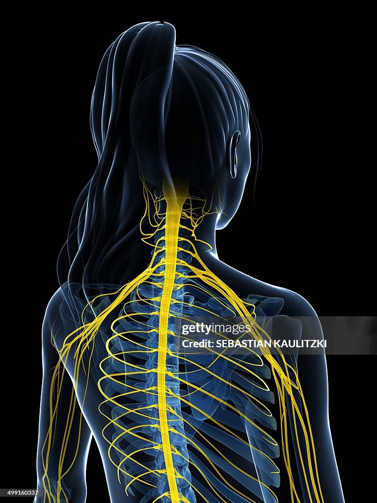 Female nervous system, artwork