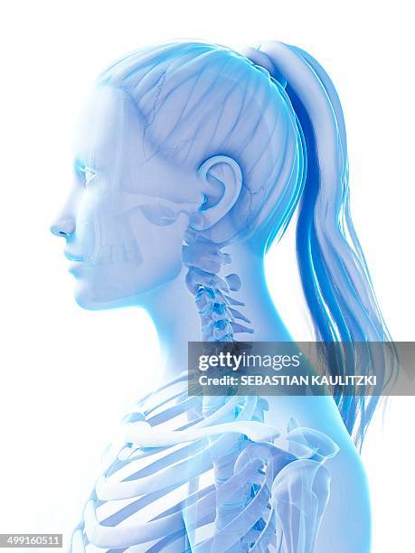 stockillustraties, clipart, cartoons en iconen met female neck bones, artwork - female likeness