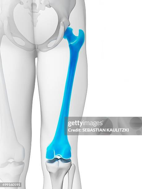 ilustraciones, imágenes clip art, dibujos animados e iconos de stock de human femur, artwork - femur