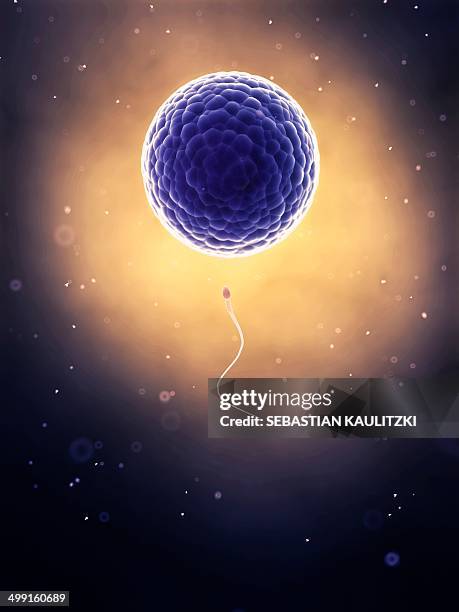 human sperm and egg, artwork - human sperm and ovum stock illustrations