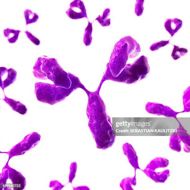 antibodies, artwork - antikörper stock-grafiken, -clipart, -cartoons und -symbole