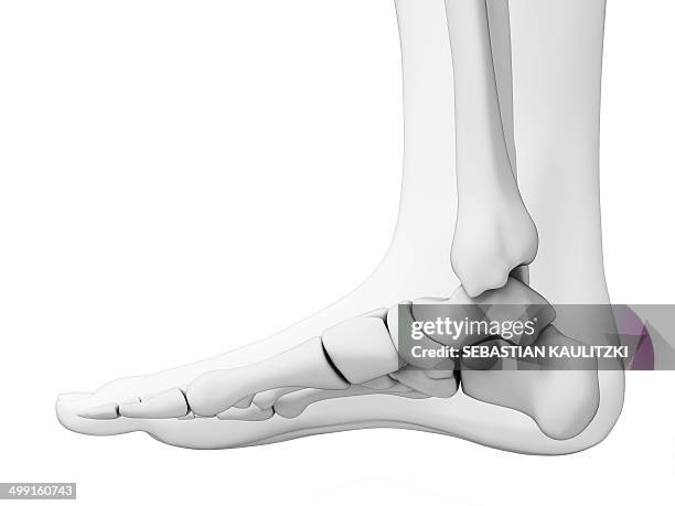 human foot bones, artwork - ankle stock illustrations