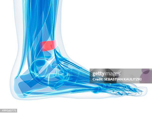 human foot ligament, artwork - ankle anatomy stock illustrations