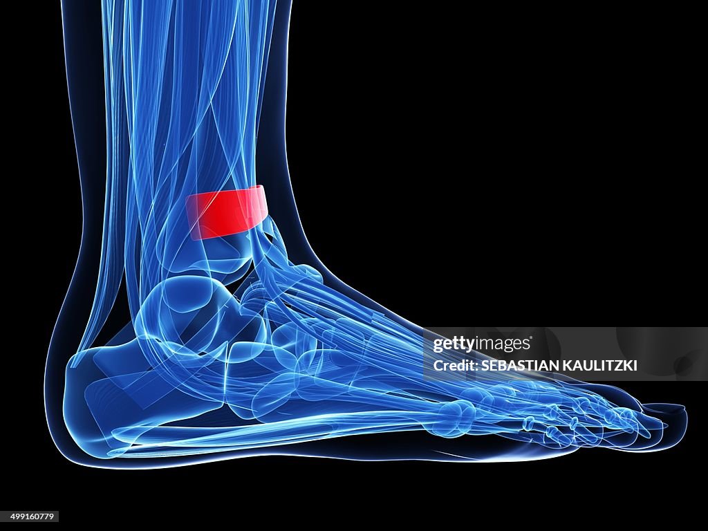 Human foot ligament, artwork