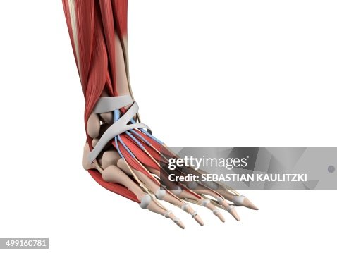 Foot Front Human Foot Anatomy Artwork High-Res Vector Graphic - Getty Images