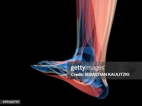 Foot Front Human Foot Anatomy Artwork High-Res Vector Graphic - Getty Images