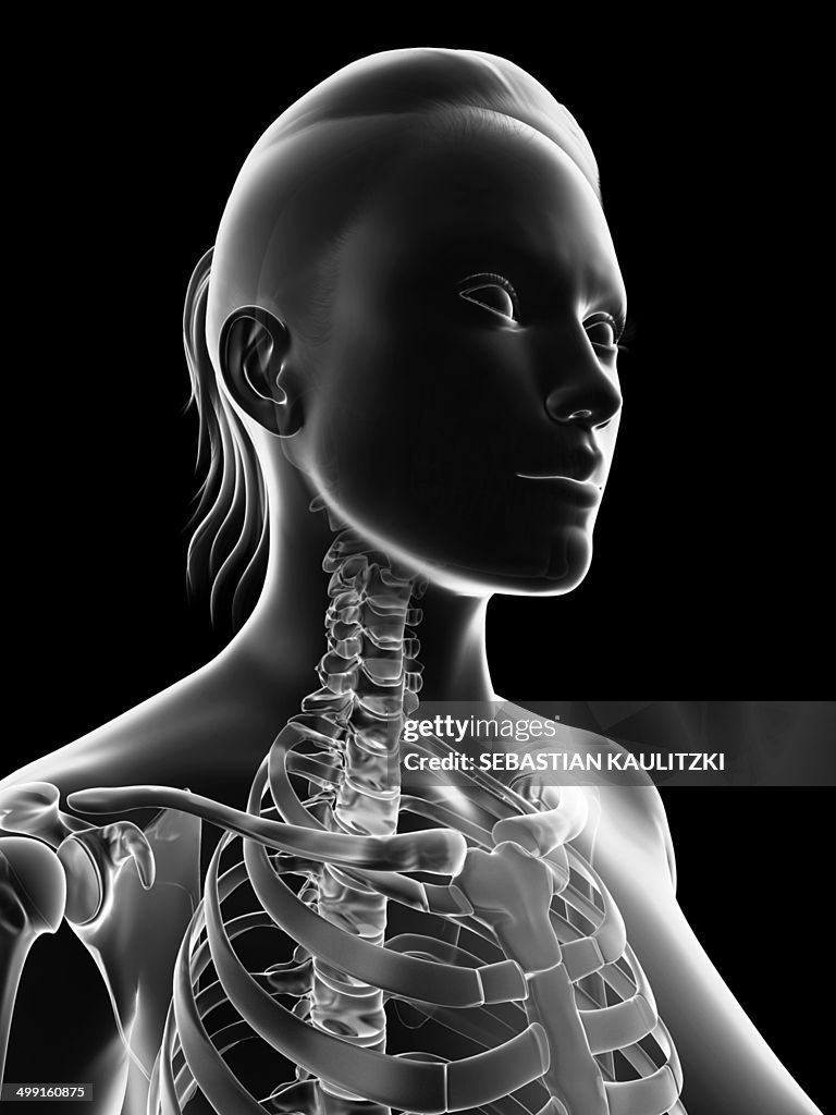 Female neck bones, artwork