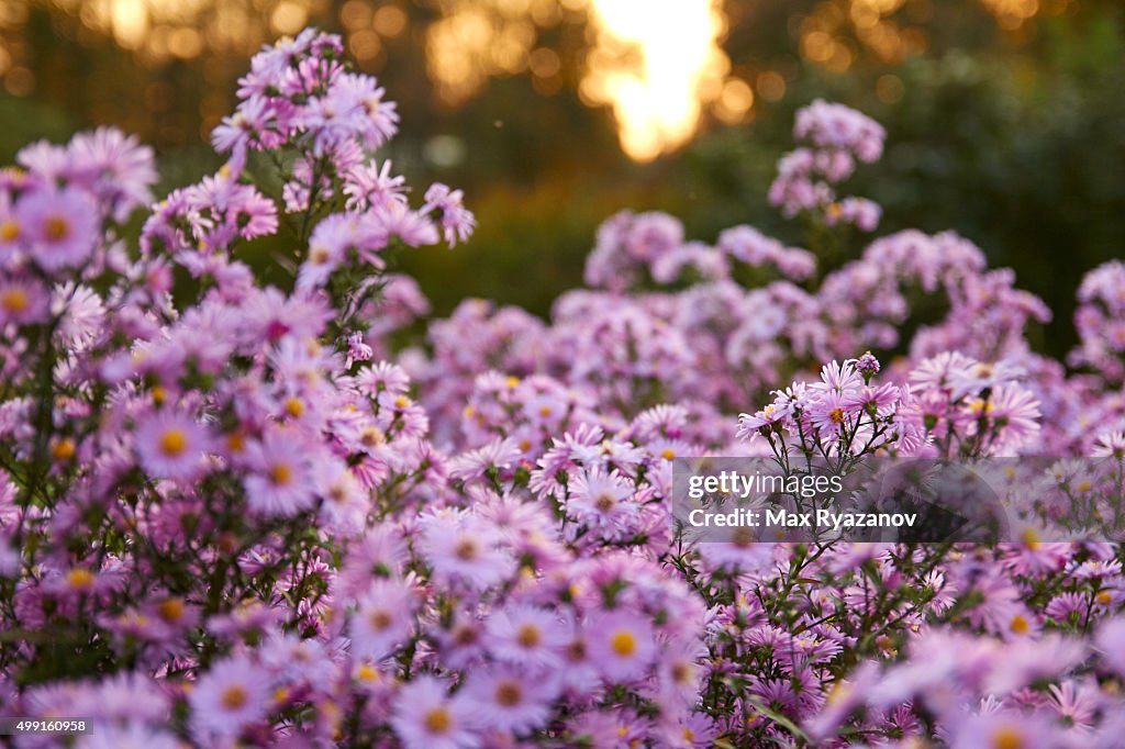 Aster dumosus (Symphyotrichum dumosum,Bushy aster)