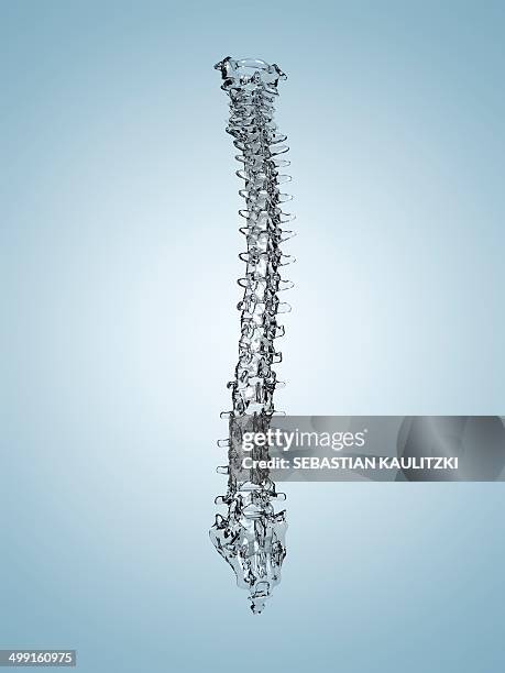 human spine, artwork - spine 3d stock illustrations