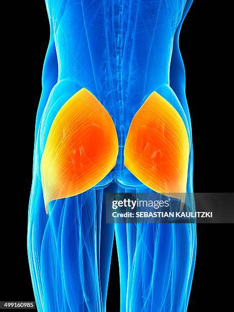 human buttock muscles, artwork - buttock stock illustrations