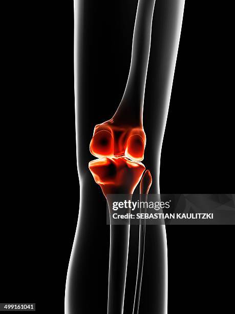 2,823 Knee Joint Anatomy Stock Photos, High Biology Diagrams