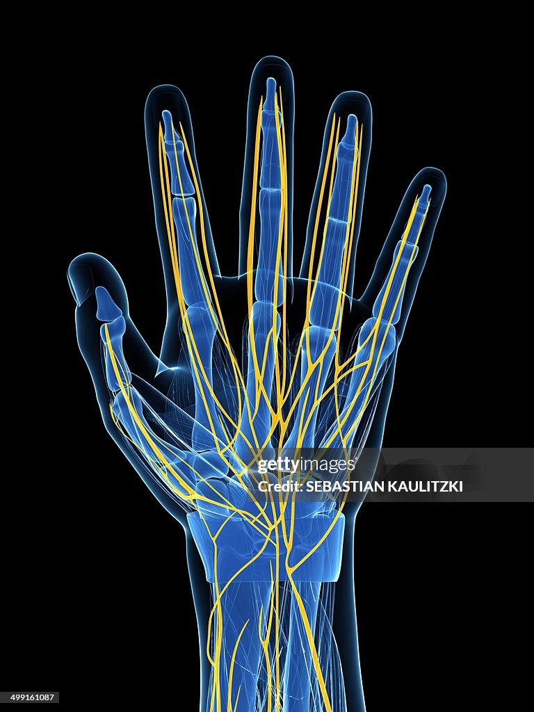 Human hand nerves, artwork