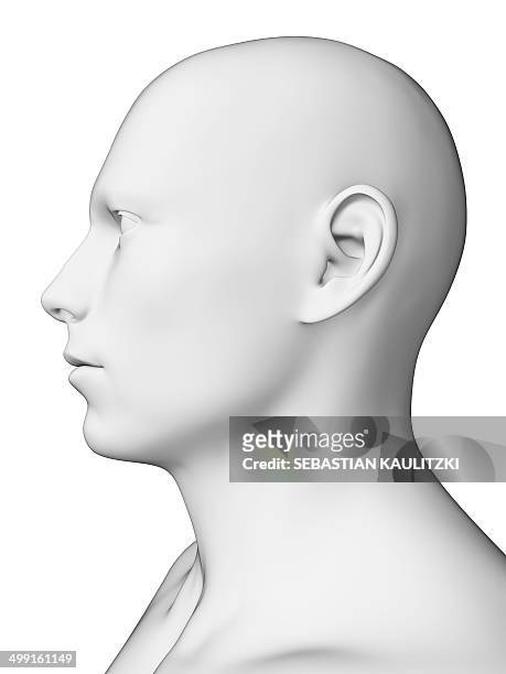 human head, artwork - human face anatomy stock illustrations