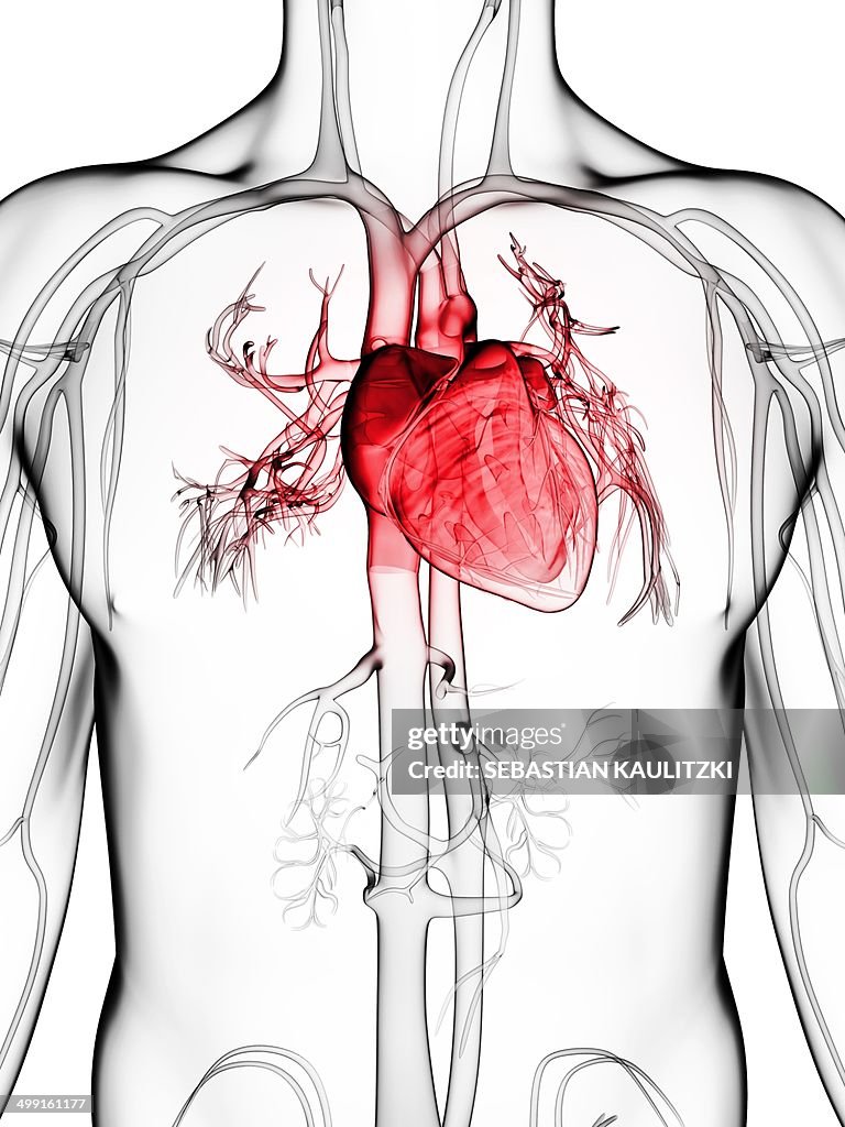 Human vascular system, artwork