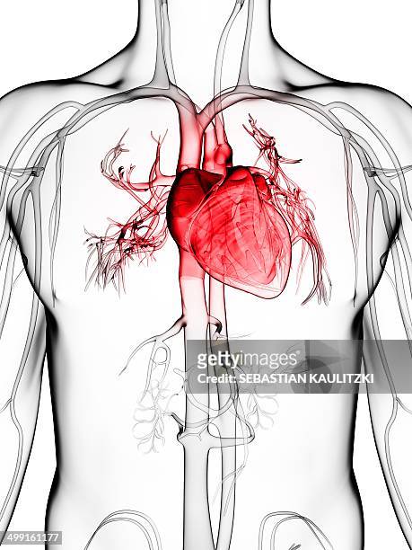 human vascular system, artwork - human heart stock illustrations