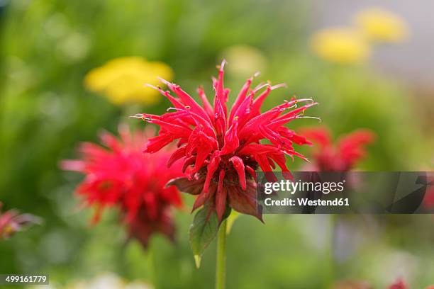 300点のベルガモット 花のストックフォト Getty Images 300点のベルガモット 花のストックフォト Getty Images