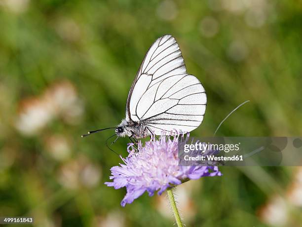 germany, bavaria, upper bavaria, black-veined white (aporia crataegi) on meadow widow flower (knautia arvensis) - groot geaderd witje stockfoto's en -beelden