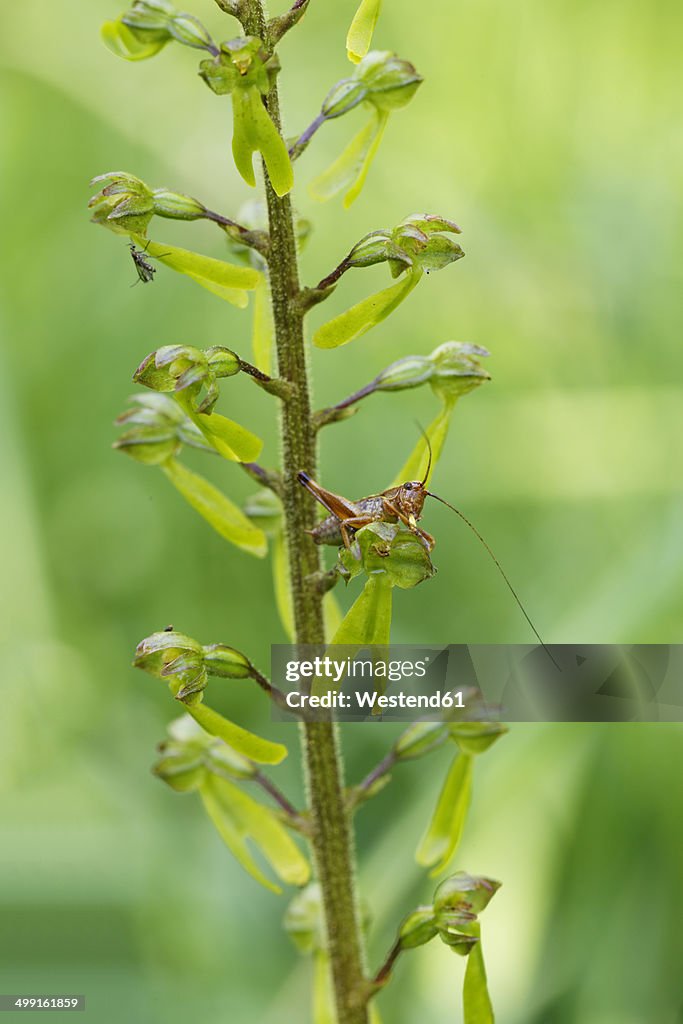 Germany, Bavaria, Upper Bavaria, Isarauen, Common Twayblade (Listera ovata) and a larva of grasshopper