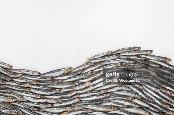 wave formed of anchovies (engraulidae) on white ground - anchovy stock pictures, royalty-free photos & images