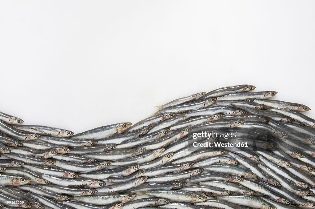 Wave formed of anchovies (Engraulidae) on white ground