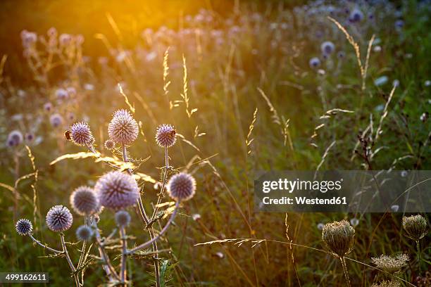 garden with blossoming thistles (carduus) at sunlight - thistle stock pictures, royalty-free photos & images