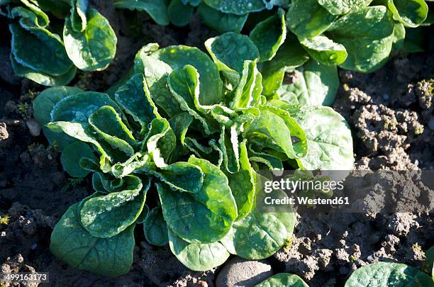 germany, lamb's lettuce in field - mache stock pictures, royalty-free photos & images