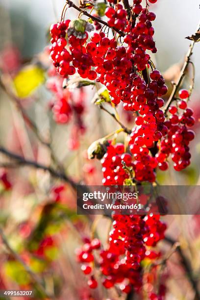 germany, hamburg region, red currants - rode bes stockfoto's en -beelden