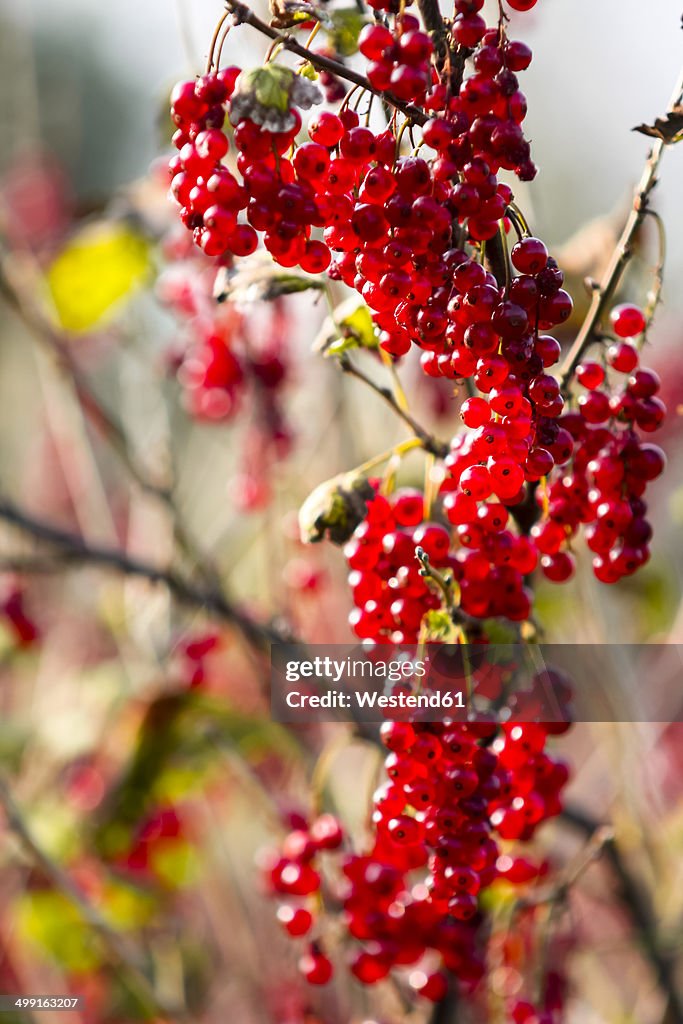 Germany, Hamburg region, Red currants