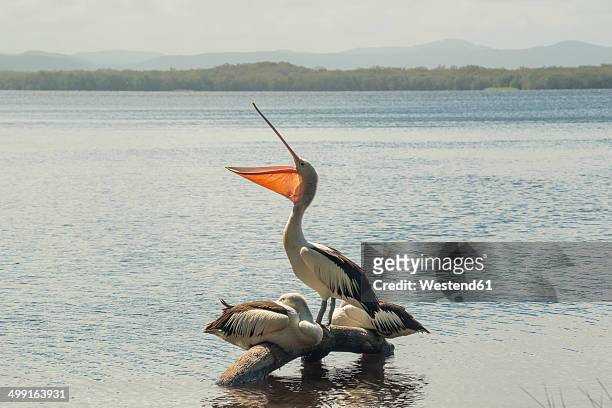 australia, new south wales, myall lakes national park, groupf of three pelicans (pelecanus conspicillatus) - new south wales stock-fotos und bilder