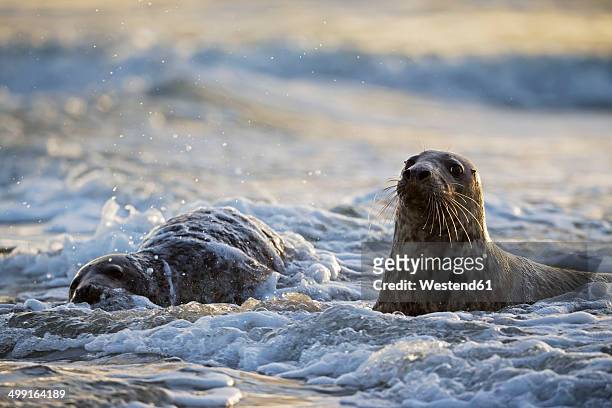 germany, helgoland, grey seals (halichoerus grypus) playing - rob stockfoto's en -beelden