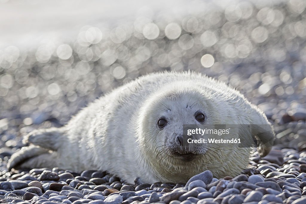 Germany, Helgoland, Duene Island, Grey seal pup (Halichoerus grypus) lying at shingle beach