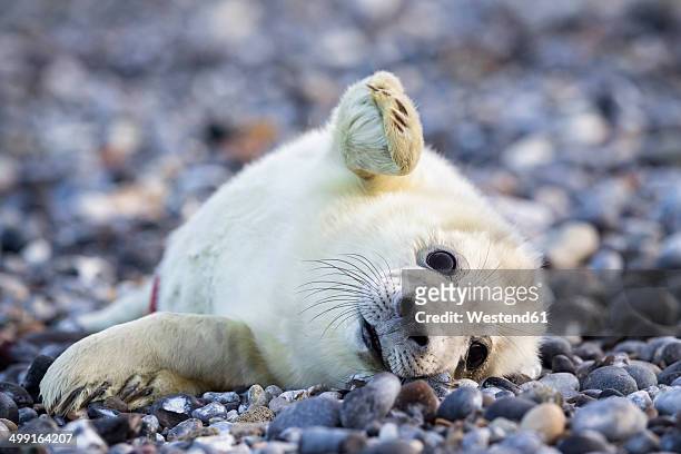 germany, helgoland, duene island, grey seal pup (halichoerus grypus) lying at shingle beach - helgoland stock pictures, royalty-free photos & images