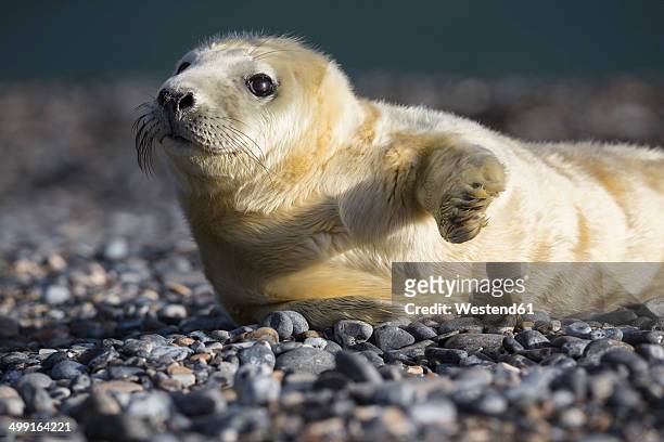 germany, helgoland, duene island, grey seal pup (halichoerus grypus) lying at shingle beach - foca fotografías e imágenes de stock