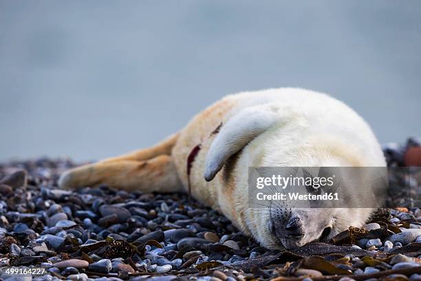 germany, helgoland, duene island, grey seal pup (halichoerus grypus) lying at shingle beach - kegelrobbe stock-fotos und bilder