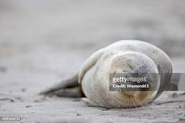 germany, schleswig-holstein, helgoland, duene island, harbour seal pup (phoca vitulina) sleeping on the beach - foca fotografías e imágenes de stock