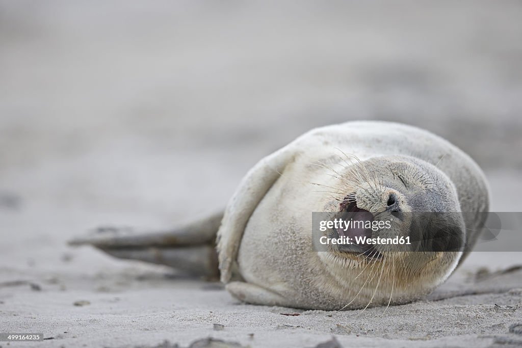 Germany, Schleswig-Holstein, Helgoland, Duene Island, harbour seal pup (Phoca vitulina) lyiing on the beach