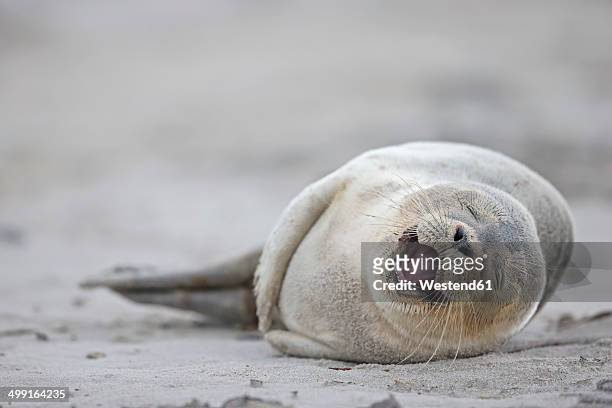 germany, schleswig-holstein, helgoland, duene island, harbour seal pup (phoca vitulina) lyiing on the beach - boca animal fotografías e imágenes de stock