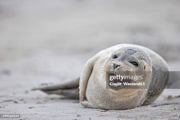 germany, schleswig-holstein, helgoland, duene island, harbour seal pup (phoca vitulina) lying on the beach - animal mouth stock pictures, royalty-free photos & images