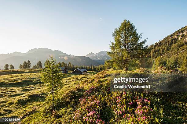 Mountain Roses Sas Mountain Roses Photos and Premium High Res Pictures - Getty Images