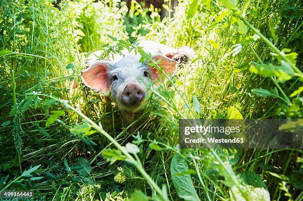 austria, salzburg state, untertauern, pongau, young domestic pig, free-range - cerdito fotografías e imágenes de stock