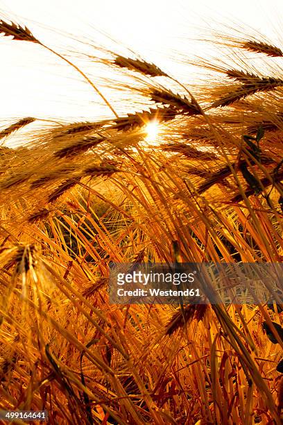 germany, barley ears in field, close up - spike stock pictures, royalty-free photos & images