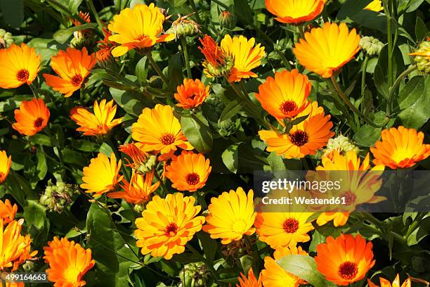 germany, calendula flowers - marigold stock pictures, royalty-free photos & images